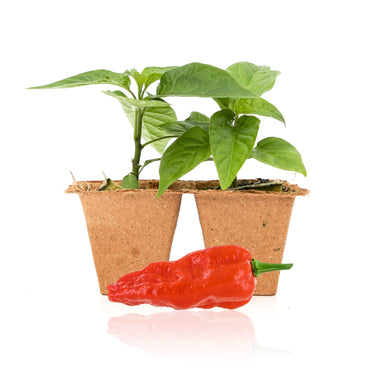 Komodo Dragon Pepper Plants - The Pepper Pantry (Formerly Marie Sharp's)